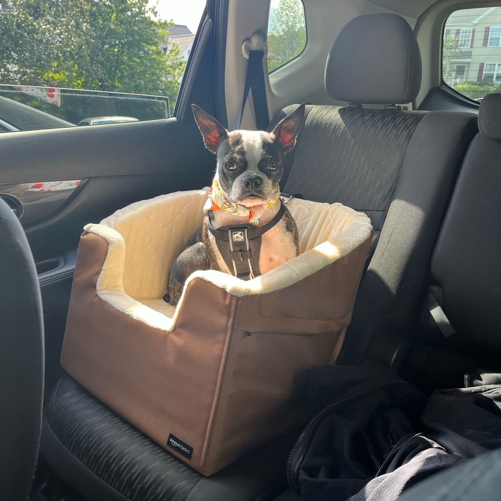 Amazon Basics Pet Booster Carsest